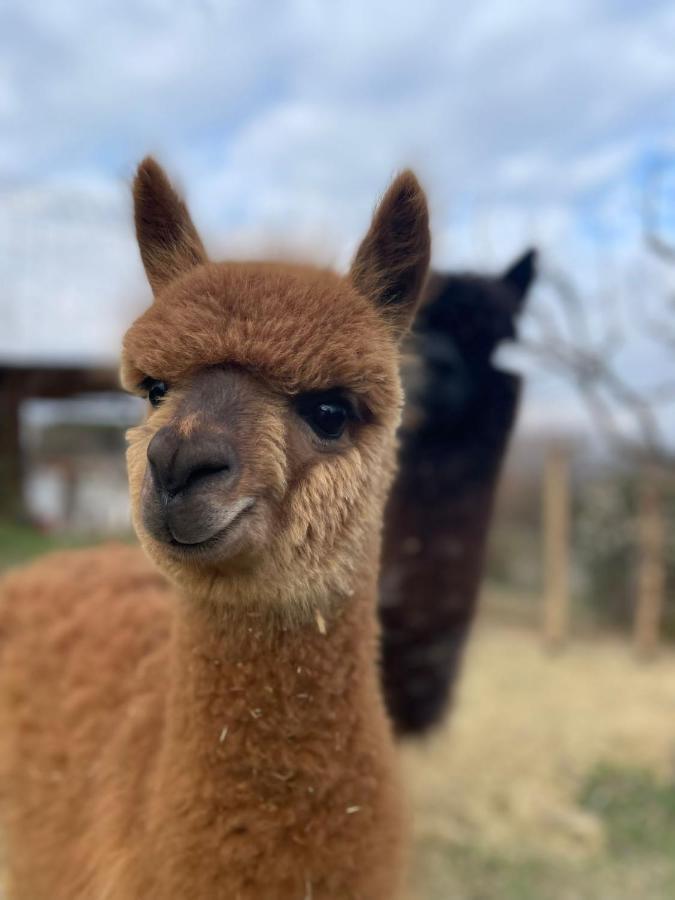 Agriturismo Il Vecchio Mandorlo 페루자 외부 사진