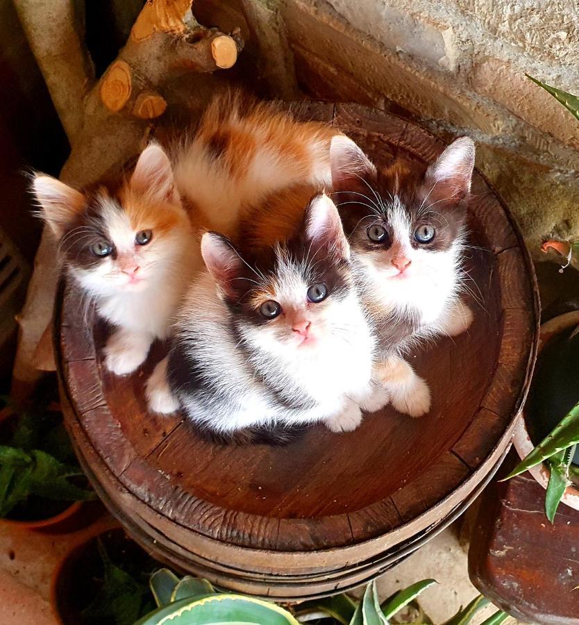Agriturismo Il Vecchio Mandorlo 페루자 외부 사진
