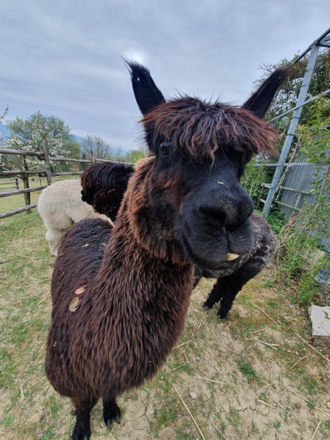 Agriturismo Il Vecchio Mandorlo 페루자 외부 사진