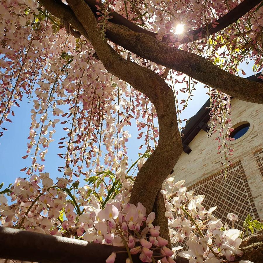 Agriturismo Il Vecchio Mandorlo 페루자 외부 사진