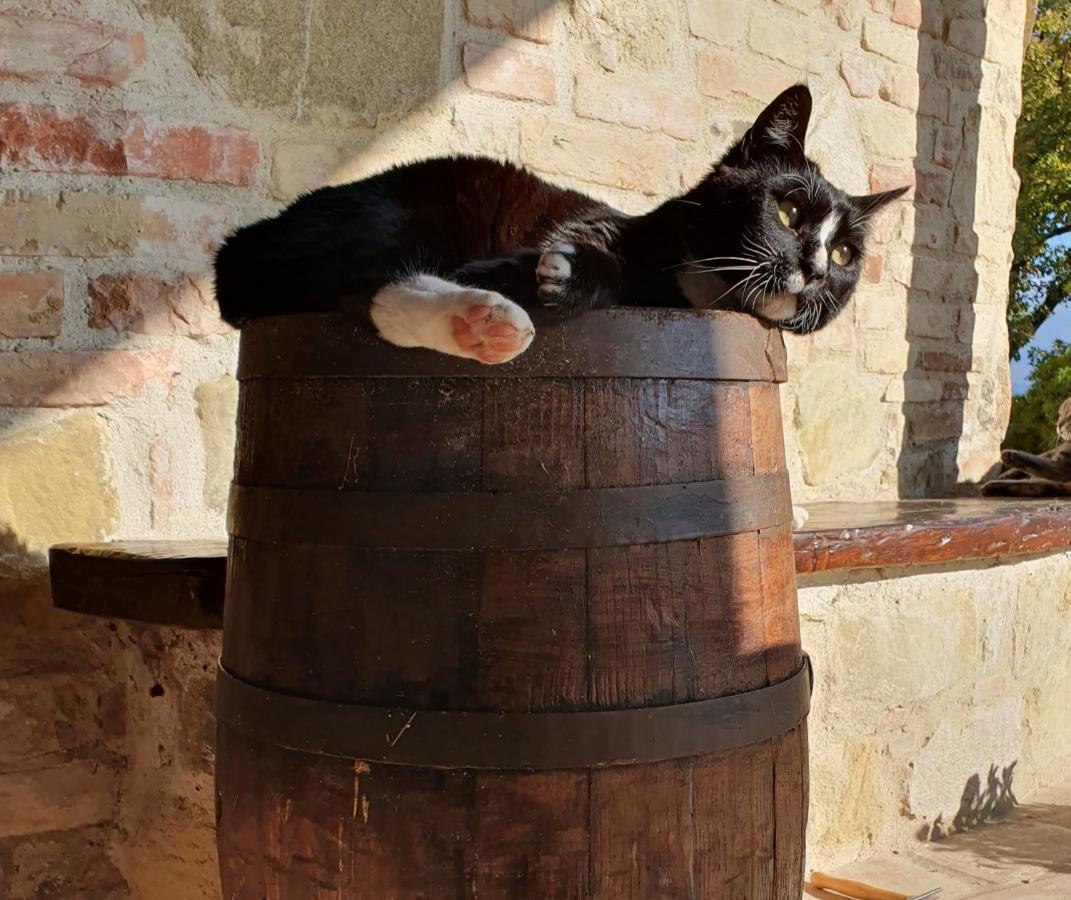 Agriturismo Il Vecchio Mandorlo 페루자 외부 사진
