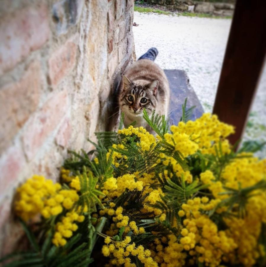 Agriturismo Il Vecchio Mandorlo 페루자 외부 사진