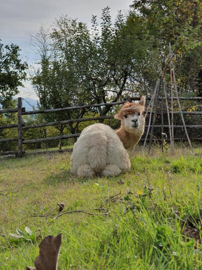 Agriturismo Il Vecchio Mandorlo 페루자 외부 사진